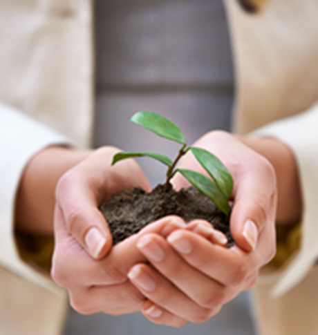 Close-up of lady’s hands cupped together holding green sapling